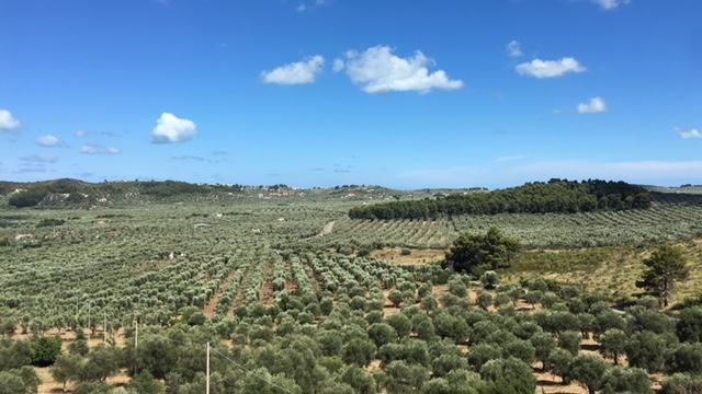 Tenuta Valle Della Corte Vieste Dış mekan fotoğraf
